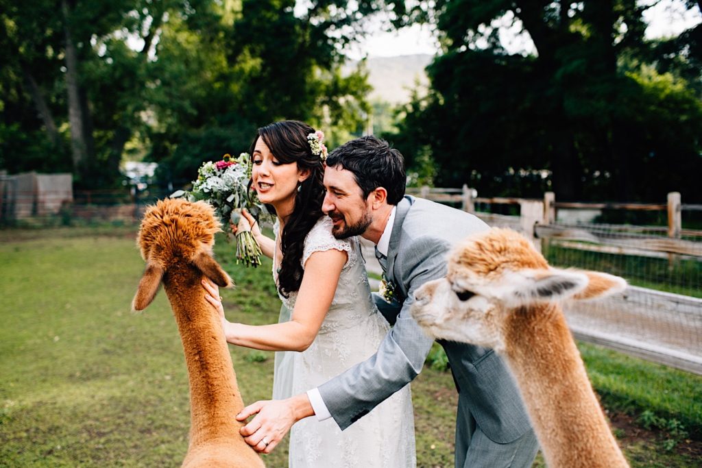A bride and groom in wedding attire stand next to one another and pet an alpaca together. Both are smiling and the bride holds her bouquet away from the alpaca to stop it from eating them.