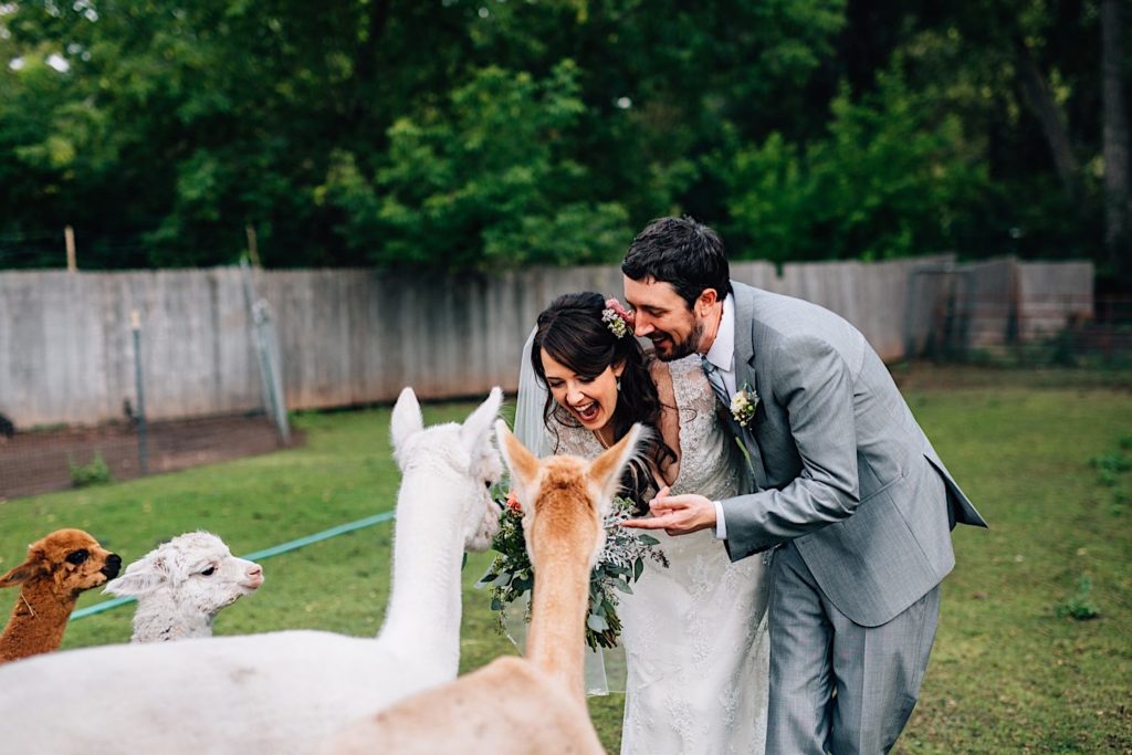 A bride and groom stand with a group of alpacas at Lyons Farmette in Colorado.
